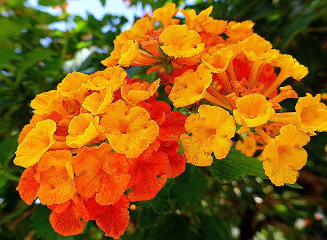 Lantana camara