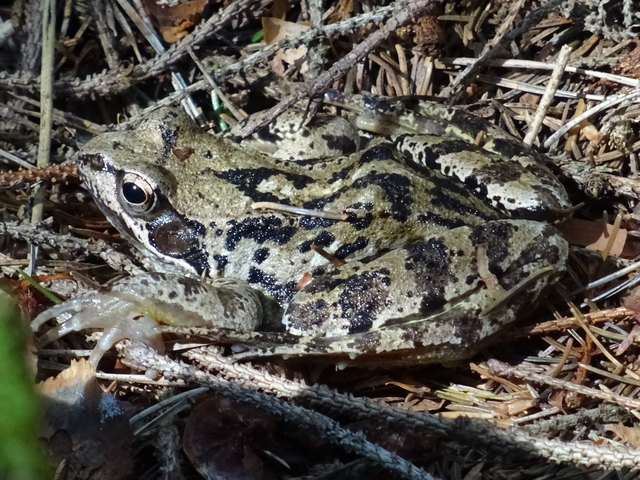 Da entdeckt man endlich mal einen Frosch und fängt gleich an, von Märchenprinzen zu träumen - und dann möchte dieses Prachtexemplar doch leider partout nicht geküsst werden... So ein Pech aber auch ;)