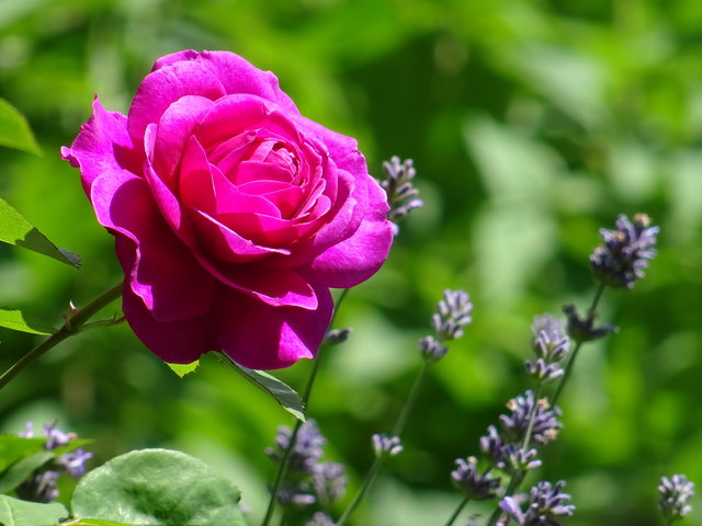 Eine Rosenblüte inmitten von duftendem Lavendel