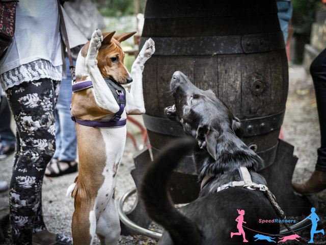 Auch die Hunde hatten ihren Spaß © Die Wiener Lichtbildmanufaktur