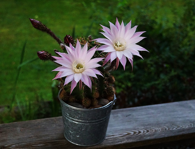 ... die leider höchstens 2 Tage halten :(( Der Name ist mir entfallen. Vielleicht weiß ihn jemand von Euch?