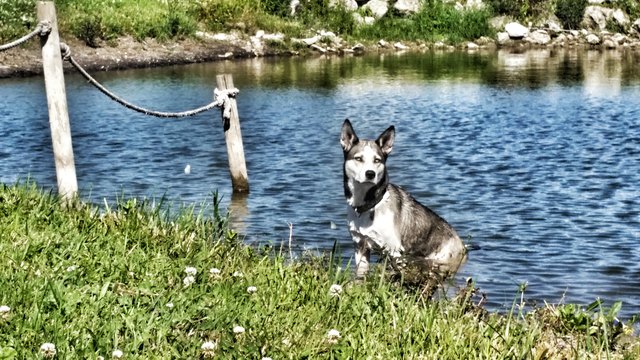 Auch Hunde brauchen eine Erfrischung
