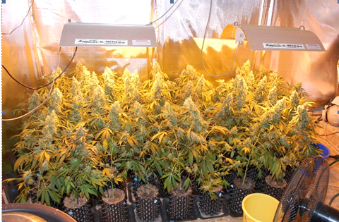 Das Marihuana wurde in einer Indoor-Anlage in einem Einfamilienhaus in Amstetten angebaut.