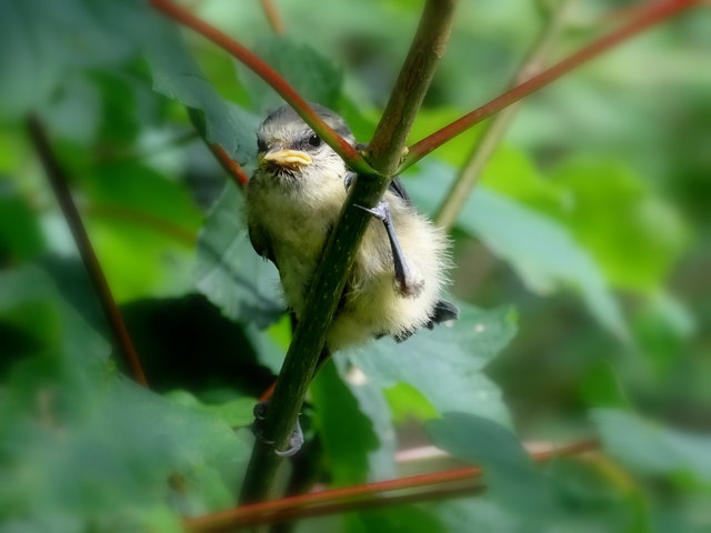 noch ein wenig unsicher auf den Beinen, Fliegen geht auch noch nicht so richtig - die Neugier hat das Küken ein wenig zu früh aus dem Nest gelockt...