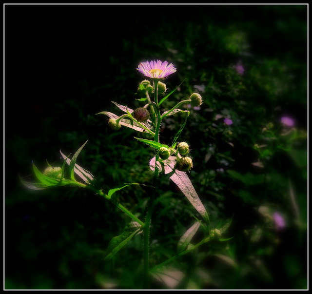 Diese einfache Blume ist frühmorgens der Star auf der Waldbühne