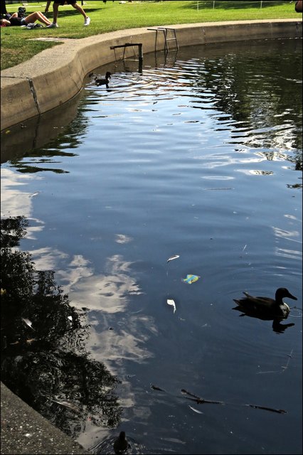 Auch die Enten mögen diese Teiche