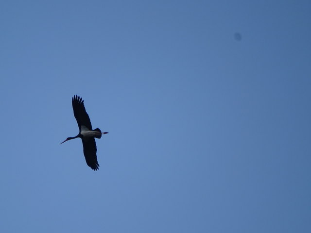 Ich habe ihn heuer schon öfter gesehen. Es wäre toll, wenn dieser seltene und scheue Vogel nun auch in Österreich heimisch würde. Er ist leicht an seinem roten Schnabel und dem schwarzen Gefieder zu erkennen. Normalerweise fliegt er nach Deutschland, um dort ungestört in den Wäldern zu brüten.