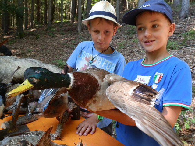 Ob Walderlebnisse, Malen und Basteln, Baden oder Sport: Für jeden ist beim Rosentaler Sommer-Kinderprogramm etwas dabei | Foto: KK/Carnica-Region Rosental