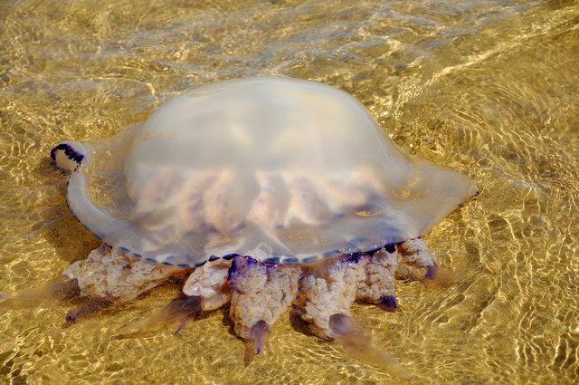 Qualle am Strand in Lignano (Italien)