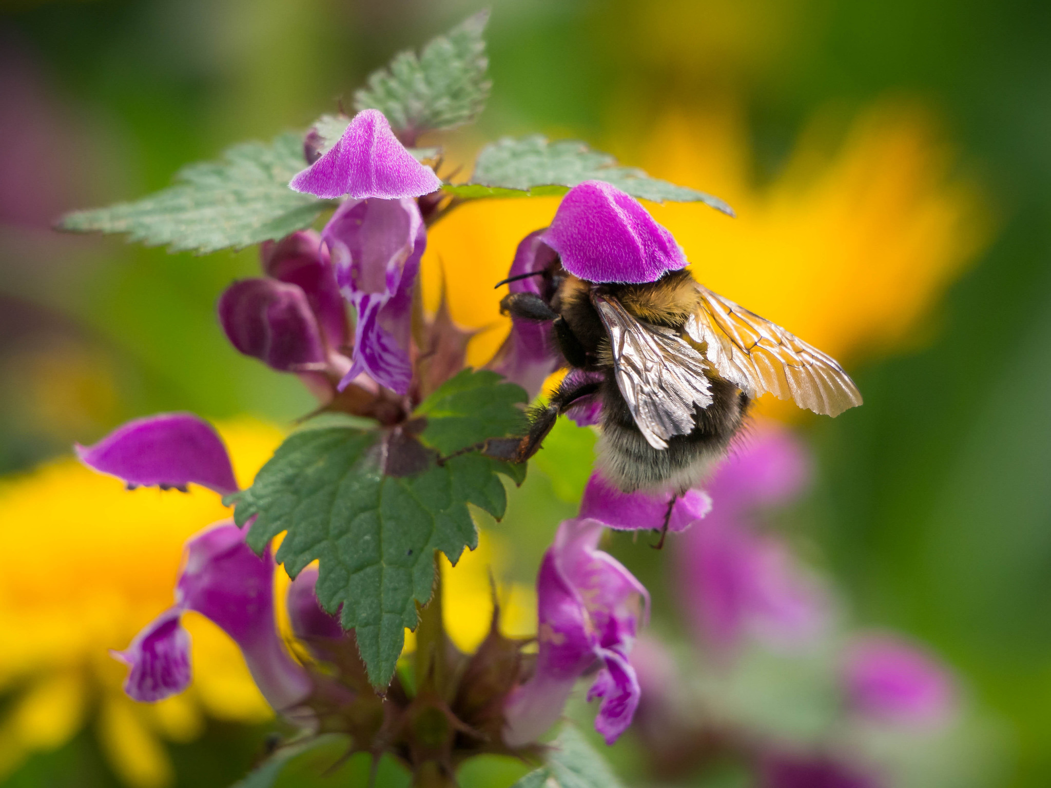 Gärtnern ohne Gift Tipps für mehr Artenvielfalt im Garten Steyr