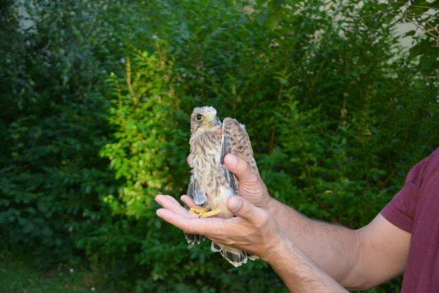 Der kleine Turmfalke wurde in der Nordsiedlung gerettet.