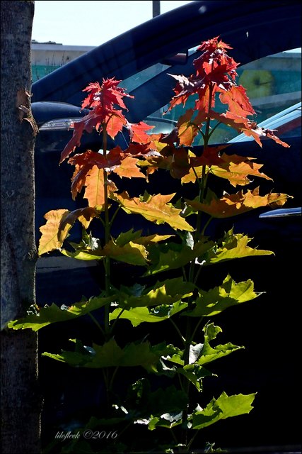 Sind das jetzt jugendliche frische neue Triebe oder probiert hier schon der Herbst seine Farben?