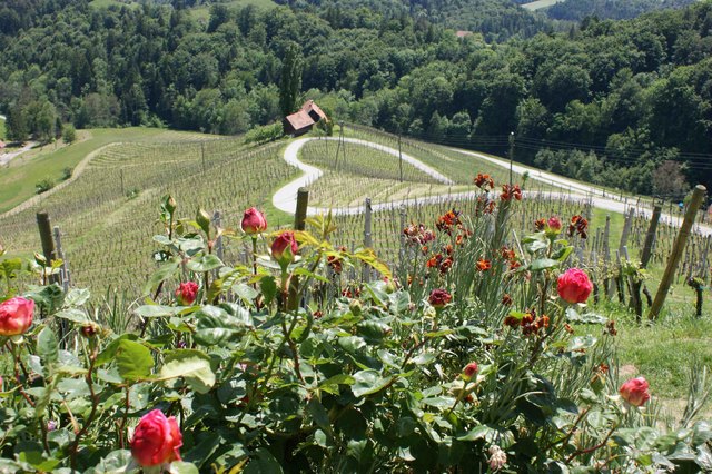Urlaub mit Herz - Blick von der  Südsteiermark nach Slowenien