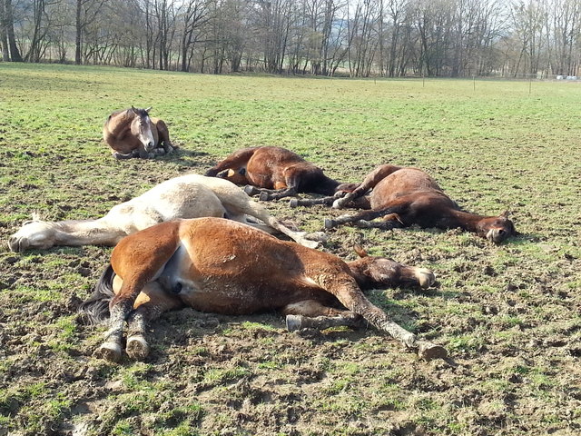 Schläfchen in der Sommersonne