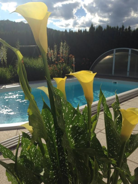 Zuhaus am Pool inmitten einer grünen Oase