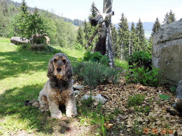 Unser Liebling Arco genießt den Sommer in der schönen grünen Steirmark