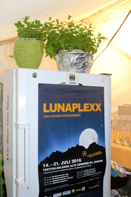Marokkanische Minze landet im Hugo- und Hollerplexx. Ausprobieren, am Wochenende wird's angeblich wieder schön warm!