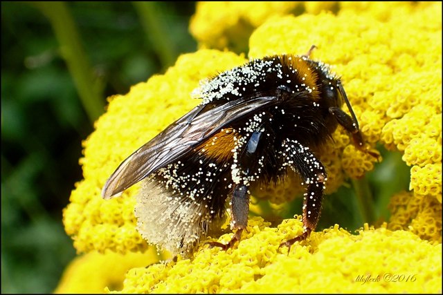 Die Hummel muss sich in Blüten förmlich gewälzt haben. Hier ruht sie erschöpft aus...