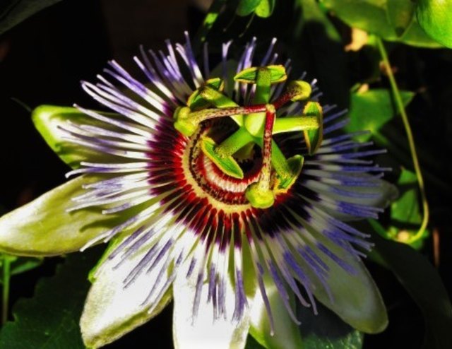 ...für mich der Pfau unter den Blüten. :)