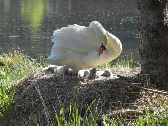 Schlacher Heinrich " Hockerschwan-Mutter mit 7 Jungen"