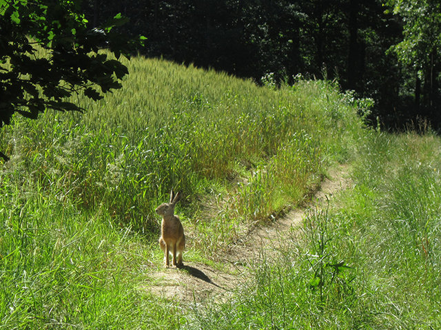 Begegnung im Naturpark Landseer Berge