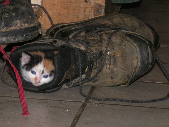 Kaltenegger Florian "Der Lieblingsplatz meiner Katze"