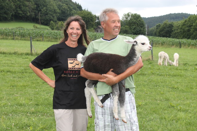 Viel Arbeit aber eine große Leidenschaft: Ariane und Wolfgang Putzinger halten rund 60 Alpakas auf ihrem Hof.