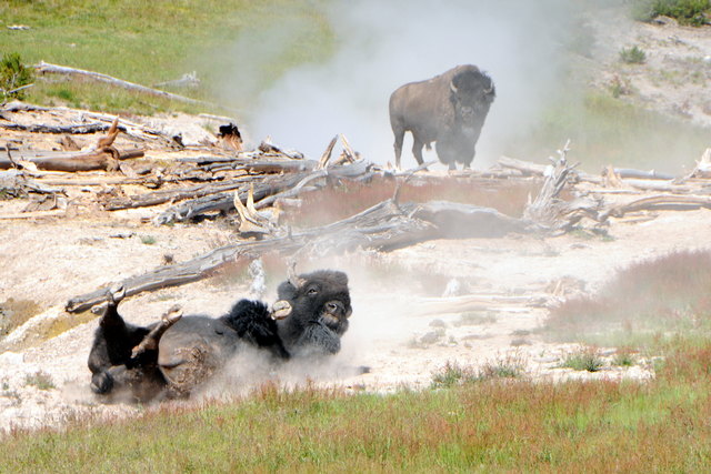 Sandbad / im Yellowstone NP