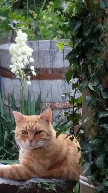 Wer weiß wo ich bin? Bitte bei meinem Frauchen melden!