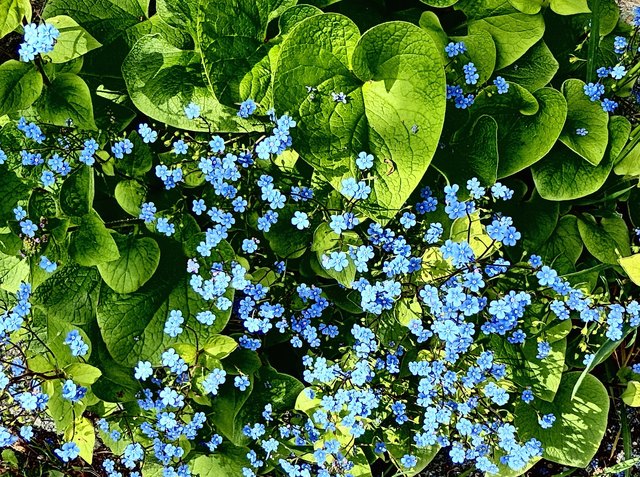 vergiss mein nicht aus Österreich