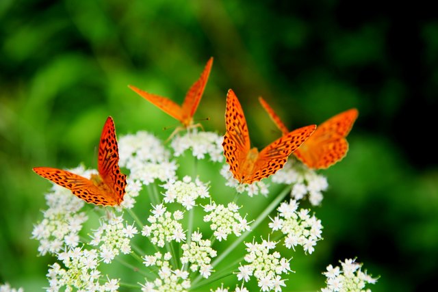 Warum ins Schmetterlingstal nach Rhodos.. Auch in unseren burgenländischen Wäldern fliegen Schmetterlinge, im Juli die orangen "Kaisermäntel" zu Hunderten unterwegs