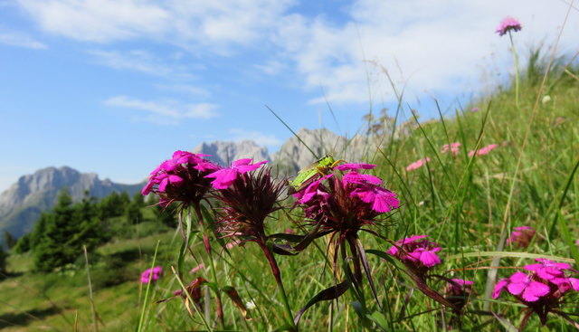 dieser grüne Grashüpfer macht sich gut auf der pinken Almnelke