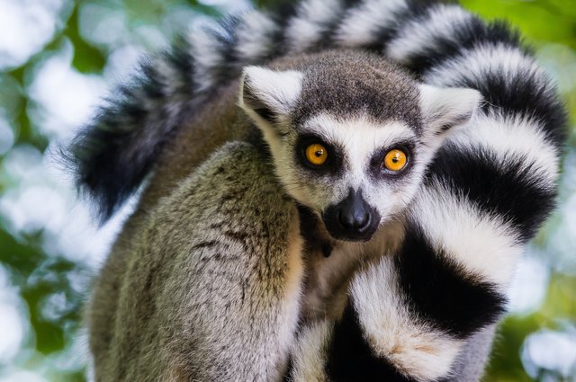 Katta im Zoo Hellbrunn
