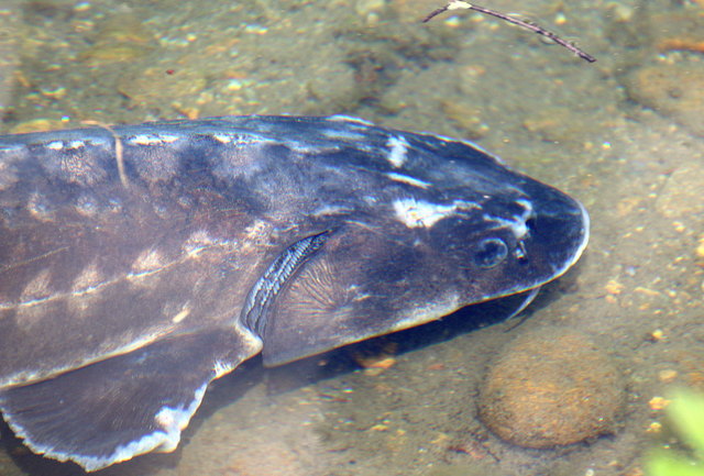 Die Störe (Acipenseridae) sind eine Familie großer bis sehr großer primitiver Knochenfische. Sie leben in Europa, Nord- und Zentralasien und Nordamerika. Primär sind sie Meeresfische, die als anadrome Wanderfische zum Laichen in Süßgewässer aufsteigen.