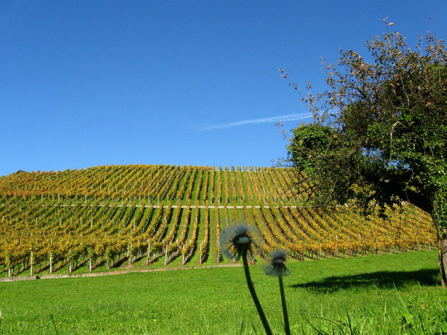 Es war egal wo ich meinen Urlaub verbringe. Wichtig ist es mit wem ich mein Urlaub verbringe . Als wir, ich mit meinen Partner in Osttereich die Ferien verbraetten, beide wussten wir, dass wir nicht nur unseren Urlaube hier verbringen mochten, aber hier beide Alt werden wolten. Und so sind wir schon seit acht Monaten in Kultuelen Stadt-Eissenstadt und geniessen auf den Rädern die schone Natur des Burgenlandes       Hana