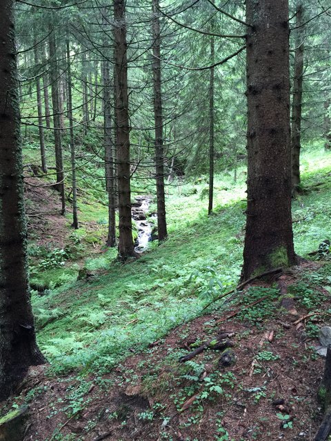 Wandern in den schönen Wäldern Kärntens