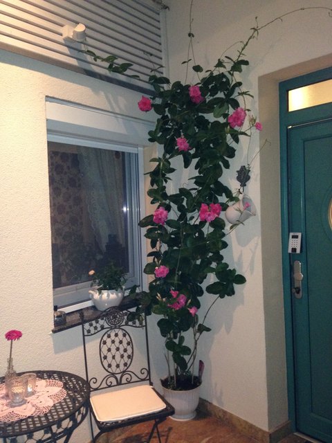 Entspannen auf unserer Terrasse