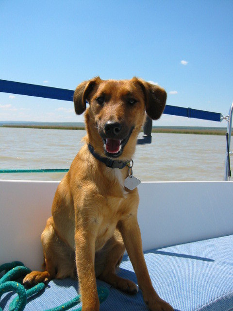 Segeltag am Neusiedler See