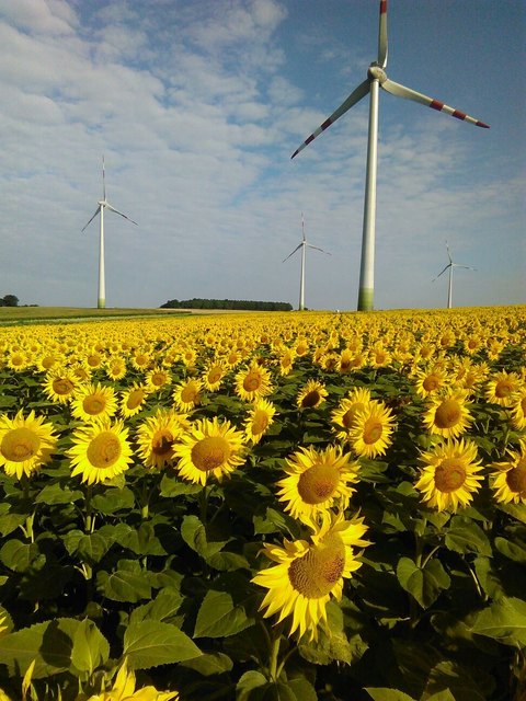 Sonnenblumenfeld im Mittelburgenland!!!