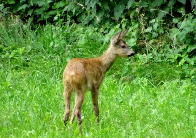 einfach zum Knuddeln....