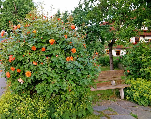 ... gesehen am Rosenweg in Itter