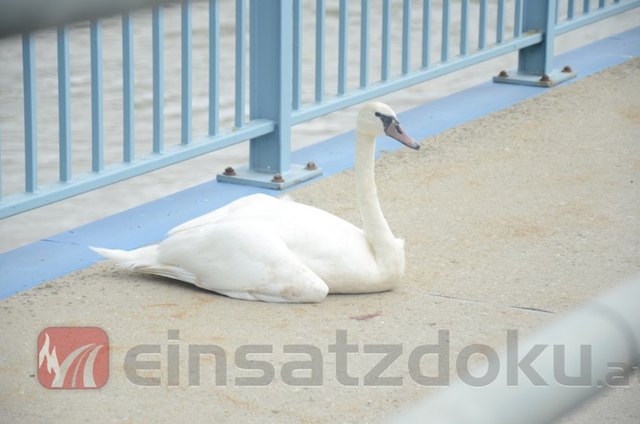 Der Schwan hat es sich recht gemütlich auf der Donaubrücke gemacht