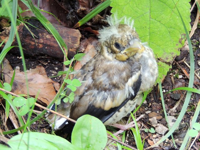 dieser kleine Piepmatz "flog" holperte und polterte kurz vor mir auf den Wegesrand, noch ein bisschen üben und es wird immer besser :)