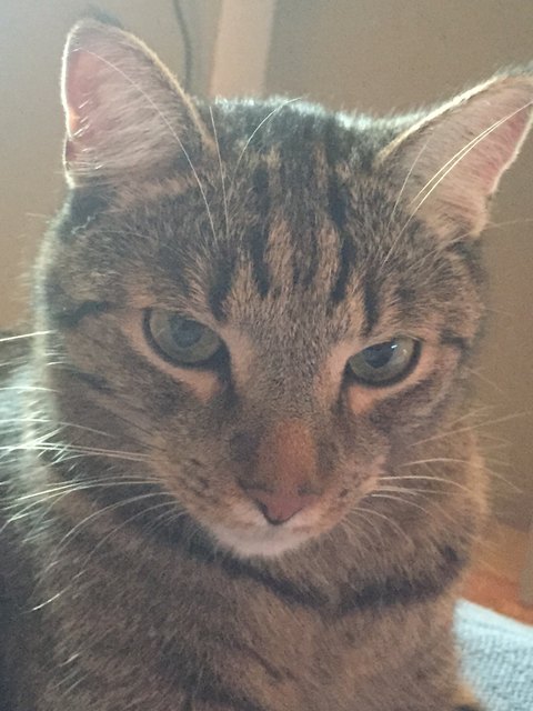 Die Katze wurde von dem Projektil getroffen und schwer verletzt.