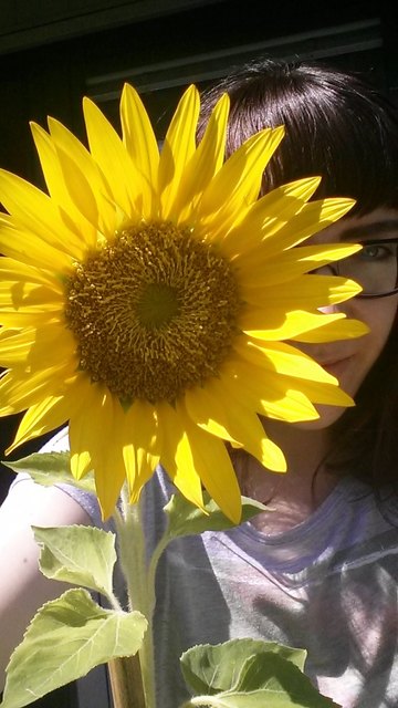 Sonnenblumen-Selfie am Balkon, Simmering