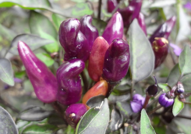 "Peruvian Purple"