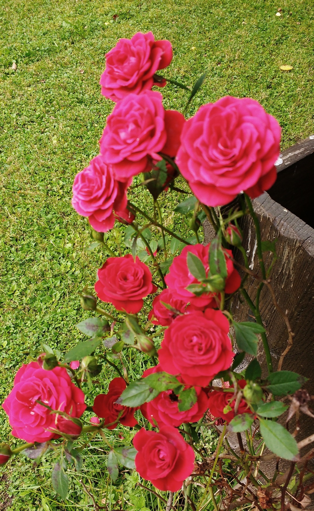 Get Mit rosen lebensweisheiten Desktop Wallpaper