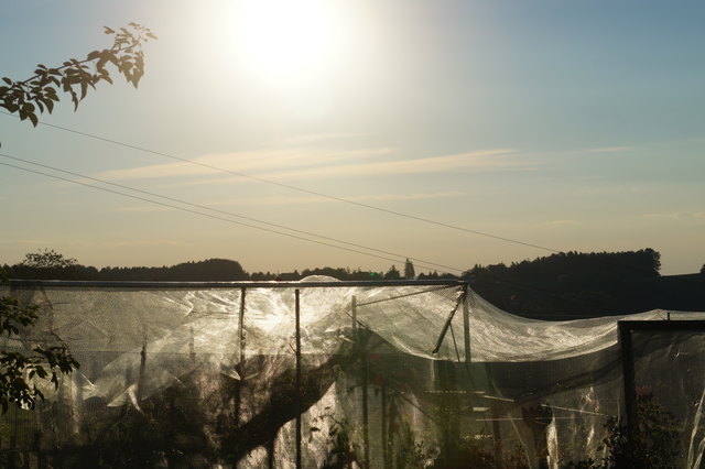 Tomaten sind geschützt !