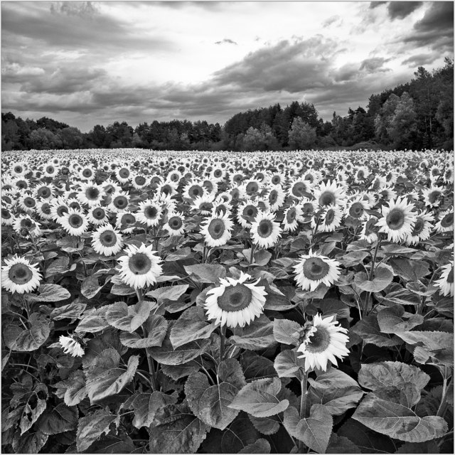 Der Fotokreis zeigt bei seiner Ausstellung ausschließlich Schwarz/Weiß Bilder | Foto: KK