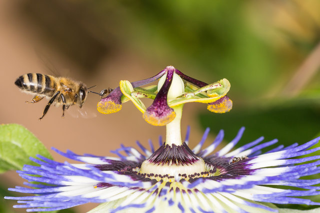 Passionsblume mit Biene (Blumengärten Hirschstetten)